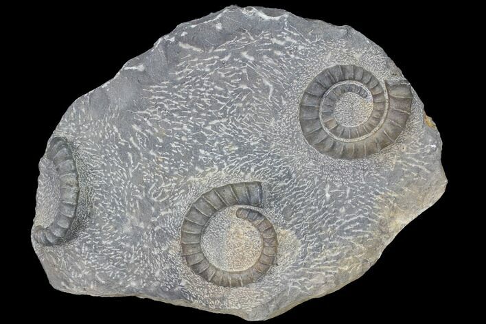 Multiple Devonian Ammonites (Anetoceras) on Rock - Morocco #87252